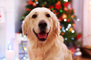 Portrait of Labrador on Christmas tree background