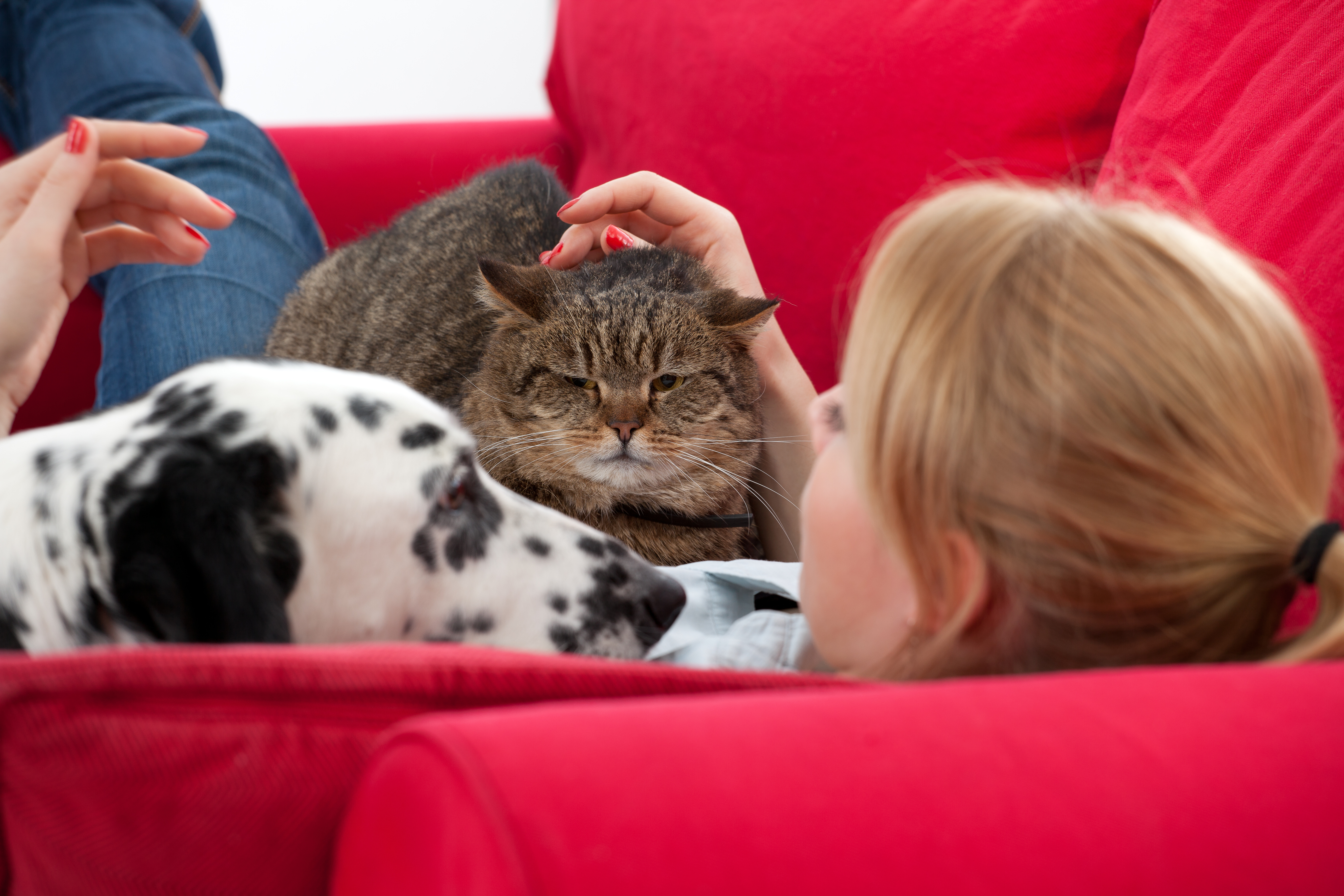 Kenito pet. Домашние питомцы. Домашние животные и человек. Самые популярные домашние животные. Домашние любимцы.