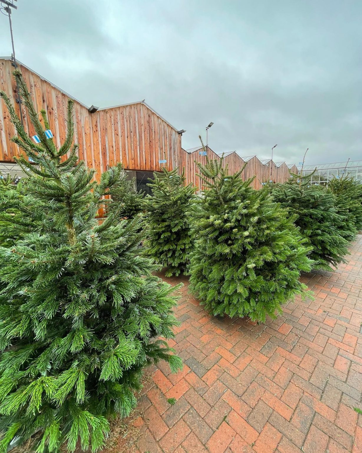 Hartwell Nurseries Christmas Trees 2021 2 Chiltern View Magazine
